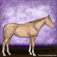 Horse Color:Gold Champagne Tobiano 