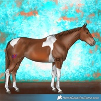 Horse Color:Chestnut Tobiano 