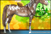 Horse Color:White Spotted Liver Red Dun 