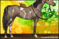 Horse Color:White Spotted Liver Red Dun