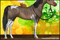Horse Color:Brown Dun Tobiano 