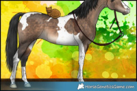 Horse Color:Brown Dun Tobiano 