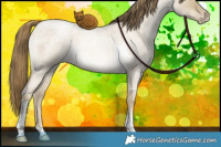 Horse Color:Buckskin Roan Pearl Dun Tobiano 