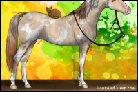 Horse Color:White Spotted Gold Champagne Dun 