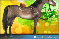 Horse Color:White Spotted Brown Dun 