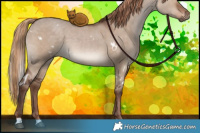 Horse Color:White Spotted Liver Red Dun 
