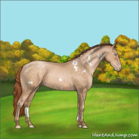 Horse Color:White Spotted Buckskin Pearl Sabino 