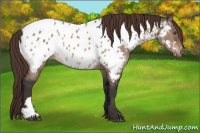 Horse Color:Bay Dun Mushroom Appaloosa