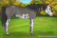 Horse Color:Grullo  and Grullo Splash 