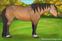 Horse Color:Buckskin