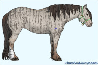 Horse Color:Grullo  and Classic Champagne Dun 