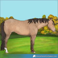 Horse Color:Amber Champagne 