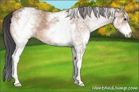 Horse Color:White Spotted Bay Dun 