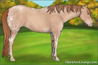 Horse Color:Gold Champagne Ice 