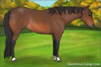 Horse Color:Bay Rabicano 