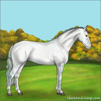Horse Color:Watercolor Brown Onyx Appaloosa