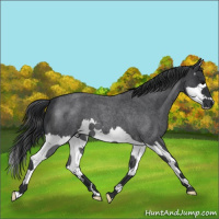 Horse Color:Blue Roan Splash 