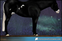 Horse Color:White Spotted Buckskin Mushroom Splash Appaloosa Rabicano 