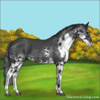 Horse Color:Blue Roan Splash 