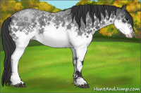 Horse Color:White Spotted Blue Roan 