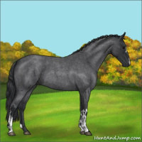 Horse Color:Blue Roan