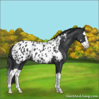 Horse Color:Blue Roan Splash Appaloosa Rabicano 