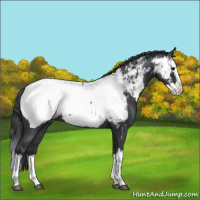 Horse Color:Blue Roan Splash Near Fewspot Rabicano 