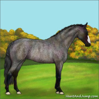 Horse Color:Midnight Bay Roan Rabicano 