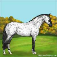 Horse Color:Midnight Blue Ice Roan Appaloosa Rabicano 