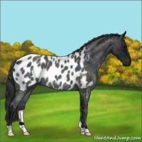 Horse Color:Midnight Blue Ice Roan Appaloosa Rabicano 