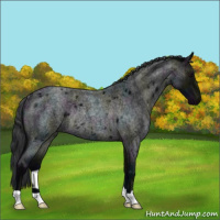 Horse Color:Midnight Blue Roan Rabicano 