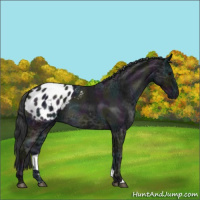 Horse Color:Midnight Blue Ice Roan Appaloosa Rabicano 