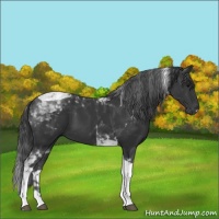 Horse Color:Black Tobiano 