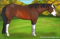 Horse Color:Bay Splash 