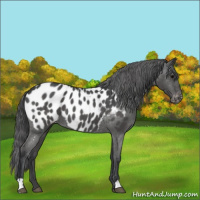 Horse Color:Blue Roan Appaloosa 