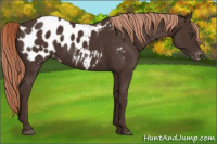 Horse Color:Liver Chestnut Appaloosa