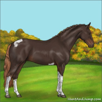 Horse Color:Liver Chestnut Tobiano 