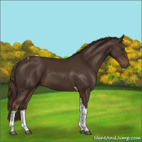 Horse Color:Liver Chestnut Tobiano 