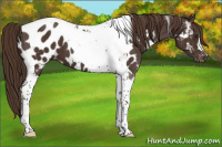 Horse Color:Liver Chestnut Tobiano Near Leopard 