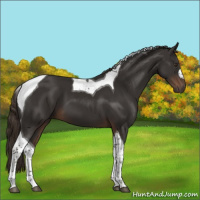 Horse Color:Liver Chestnut Tobiano