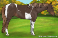 Horse Color:Liver Chestnut Tobiano 