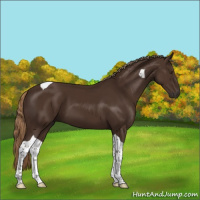 Horse Color:Liver Chestnut Tobiano 