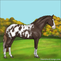 Horse Color:Liver Chestnut Splash Appaloosa