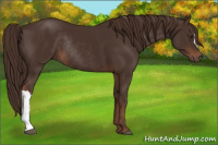 Horse Color:Liver Chestnut Rabicano 