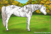 Horse Color:Liver Chestnut Sabino Appaloosa 