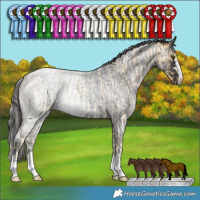 Horse Color:Palomino Roan  and Smoky Blue Roan 