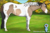 Horse Color:Bay Dun Sabino Tobiano 