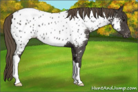 Horse Color:Smoky Black Appaloosa Rabicano