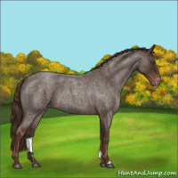 Horse Color:Liver Red Roan Appaloosa 