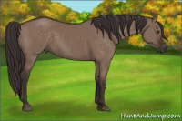 Horse Color:Liver Red Dun 